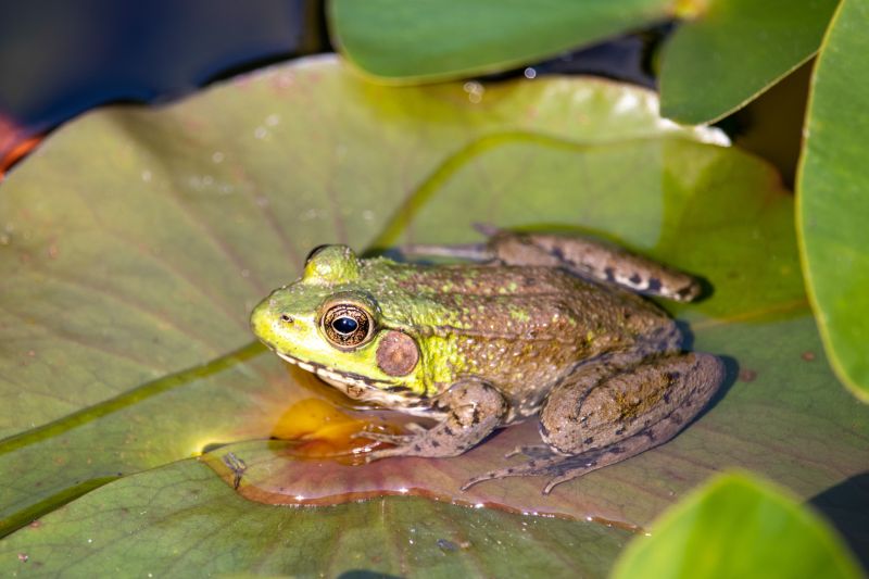 Frog Infestations Around Ponds And Pools: What Homeowners Should Know