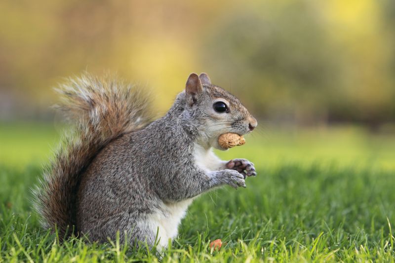 How Squirrels Damage Roofs And Attics And What To Do About It