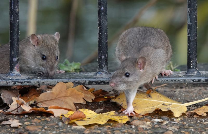 Seasonal Wildlife Issues Homeowners Should Watch For