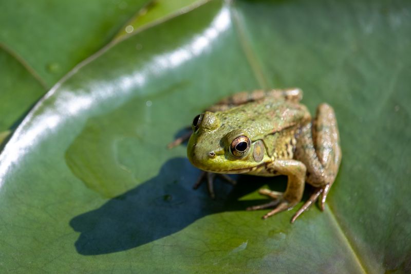 Frog Removal Experts