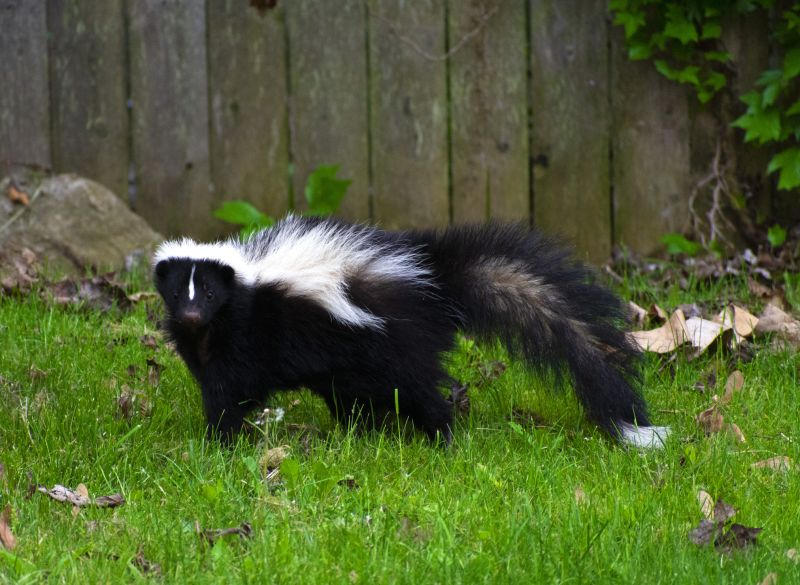 Skunk Activity