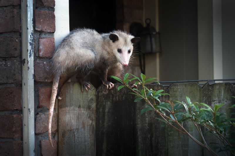 Opossum in Tree