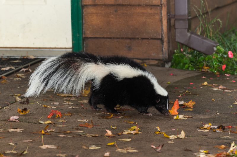 Skunk Near Foundation