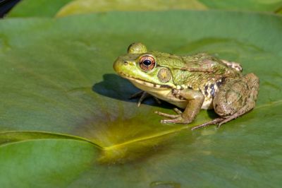 Remove Annoying Frogs from Your Property with Frog Removal Service!