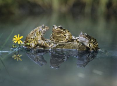 Protect the Environment with Frog Removal Service!