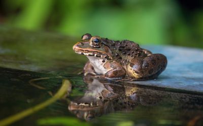 Control the Population of Frogs with Frog Removal Service!