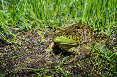 Get Frogs Relocated with Frog Removal Service!